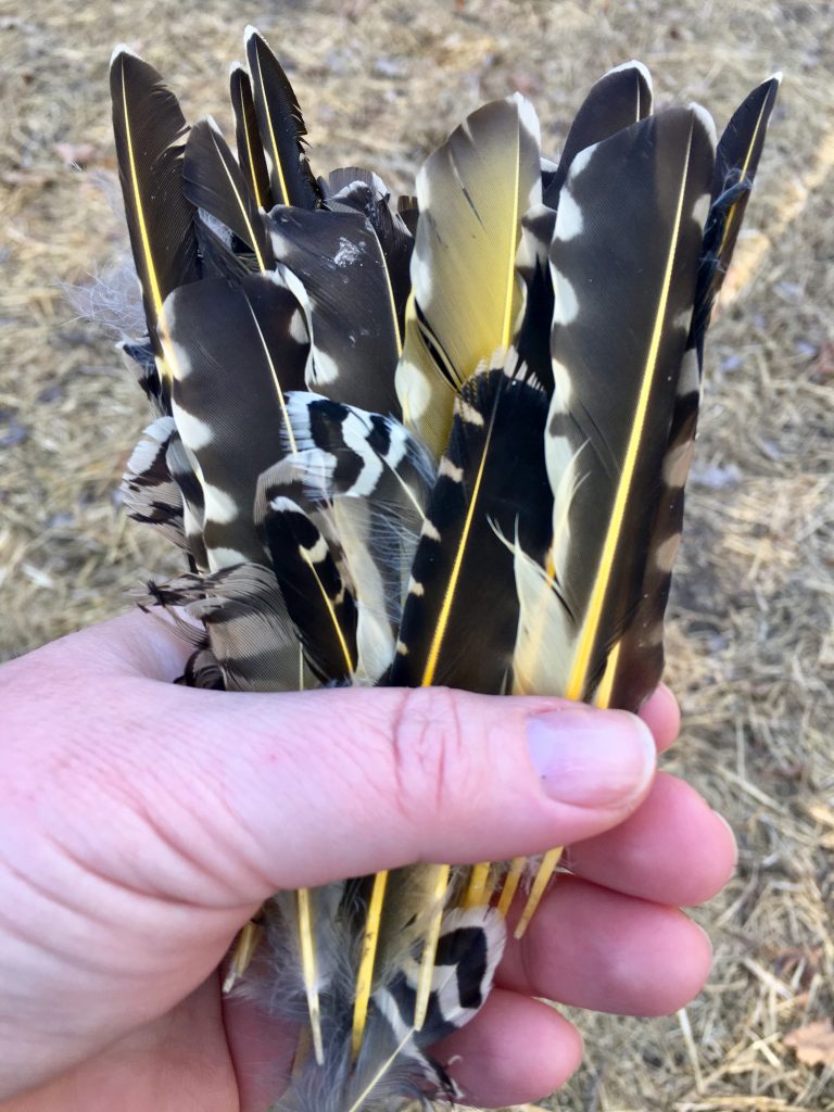 northern flicker feathers